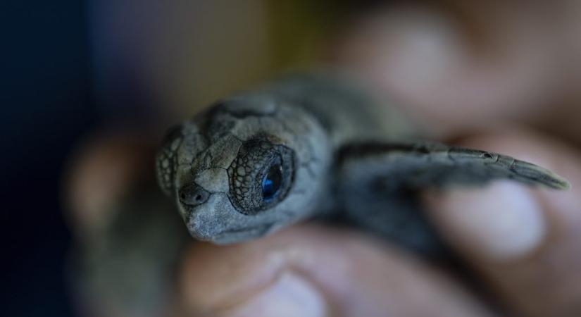 A forróság miatt szinte csak nőstény tengeri teknősök születnek