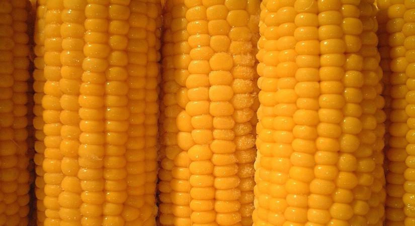 5 csillagos főtt kukorica: mutatjuk a titkos receptet