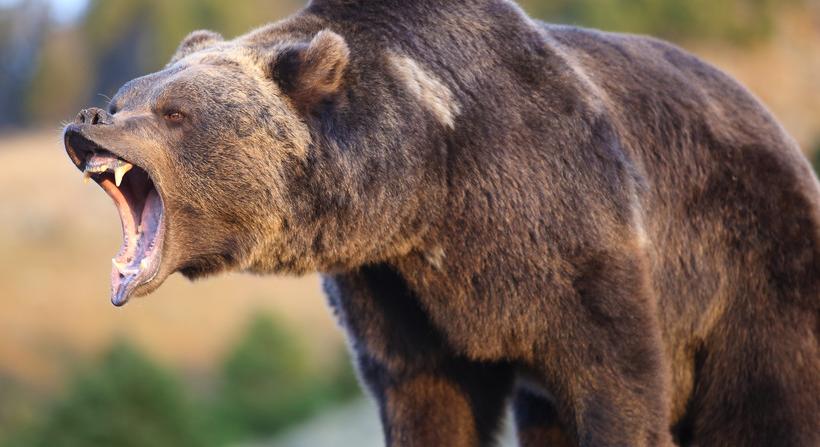 Újabb medvetámadás: Négy percen keresztül marcangolta a medve
