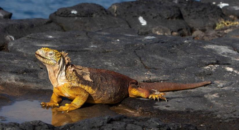 Kétszáz éve kihalt, most újra szaporodik egy galápagosi szigeten élő leguánfaj