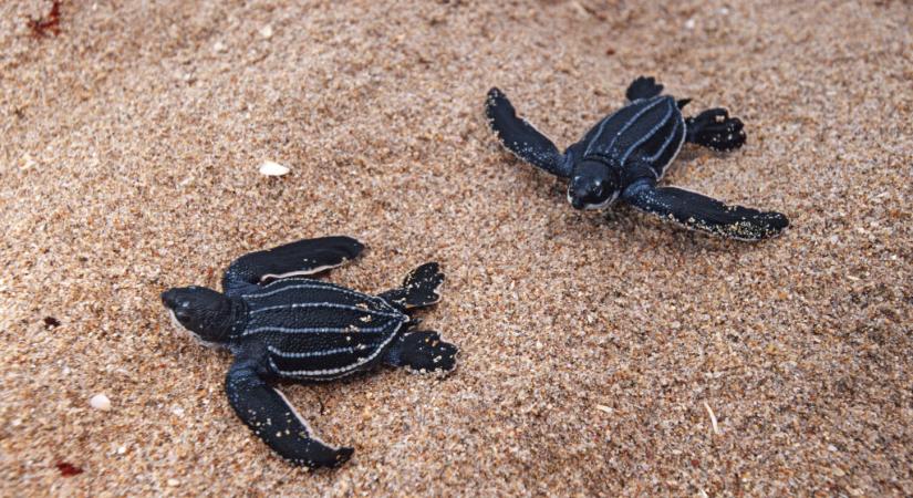 A forró nyarakkal a teknősök ivararánya is változik Floridában