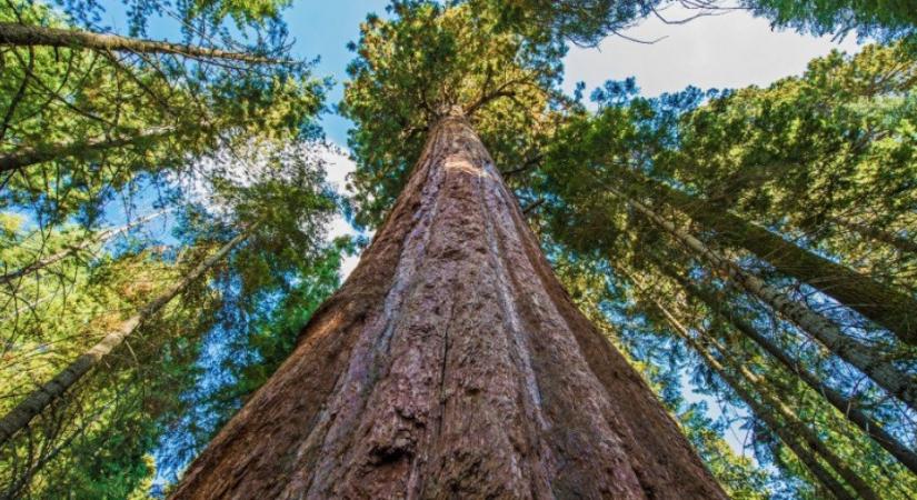 Betiltották a világ legmagasabb fájának meglátogatását