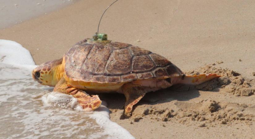 Felgyógyult tengeri teknős