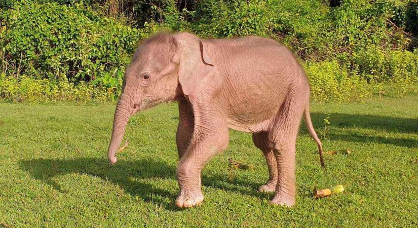 Ritka fehér elefánt született Mianmarban