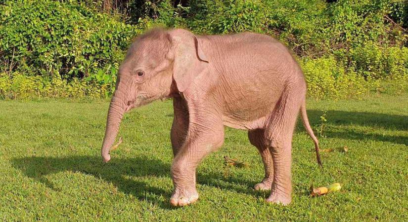 Különleges albínó elefánt született Mianmarban
