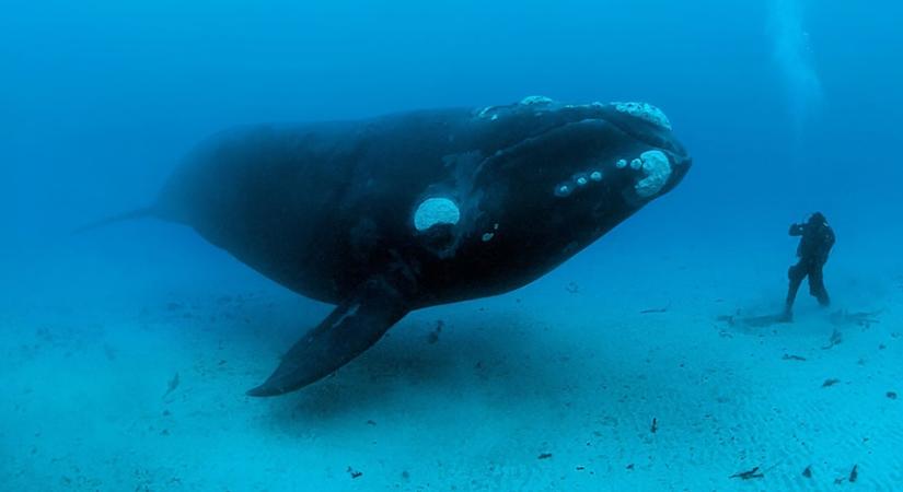 A hajósok nem tartják be a sebeségkorlátozást – fogynak a veszélyeztetett bálnak az észak-atlanti vizekben