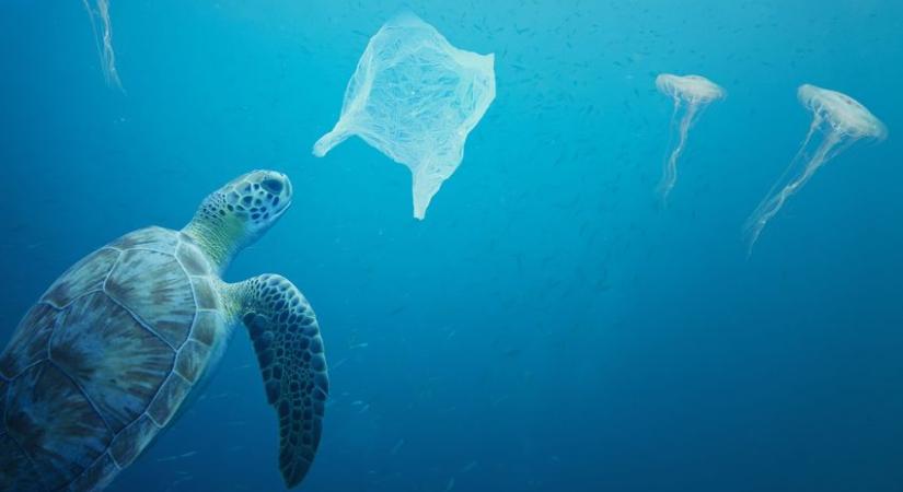 Műanyagot evett, csak műanyagot ürített ez a szegény teknős (videó)
