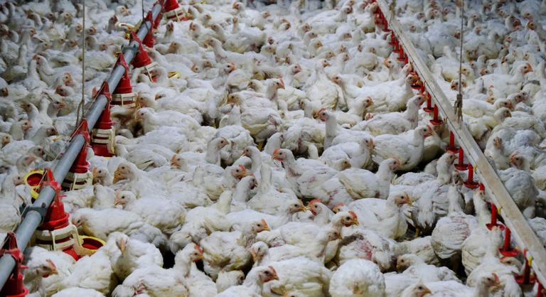 Több millió ipari csirke pusztult el a hőhullám miatt a brit telepeken
