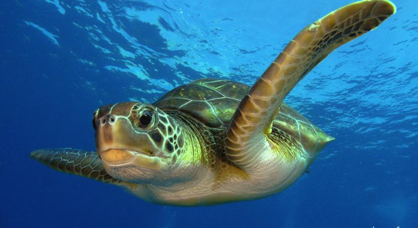 A hőség miatt szinte csak nőstény tengeri teknősök születnek a floridai partoknál