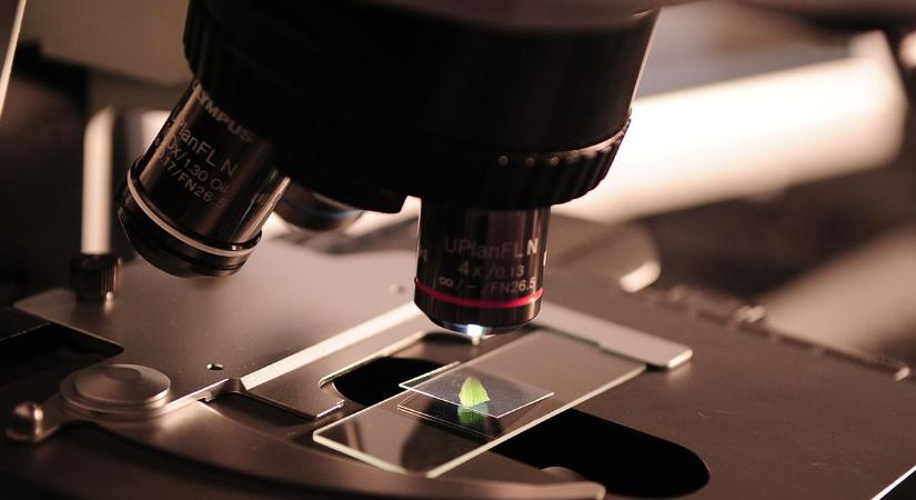 Először alkottak egérőssejtekből “szintetikus embriót” tudósok