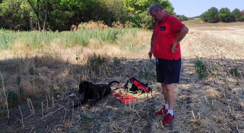 Kutyával kutattak egy eltűnt személy után Baracskán