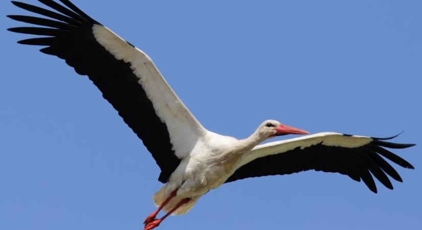 A fehér gólya nem törődik a szárazsággal