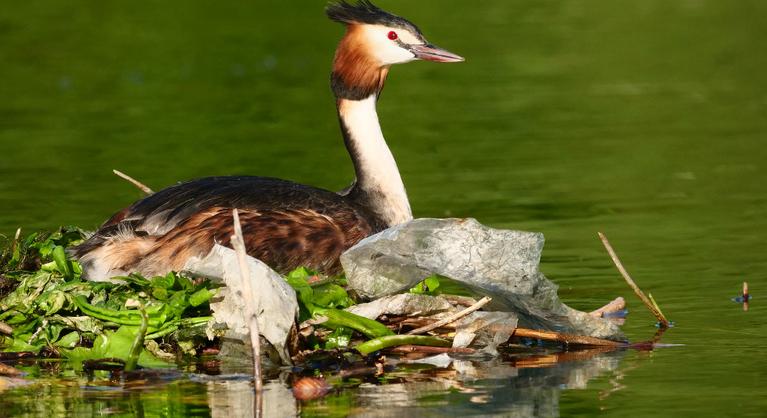 Mindenhol műanyagban fészkelnek a madarak, nem menekülnek a globális hulladéktermeléstől