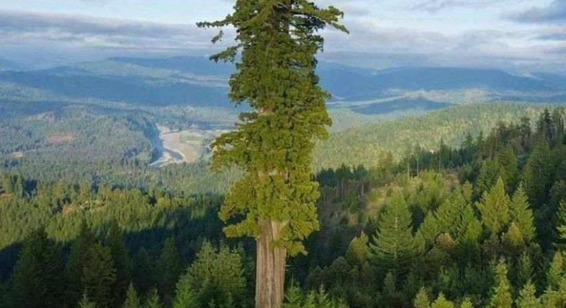 Börtönbe kerül, aki meglátogatja a világ legmagasabb fáját