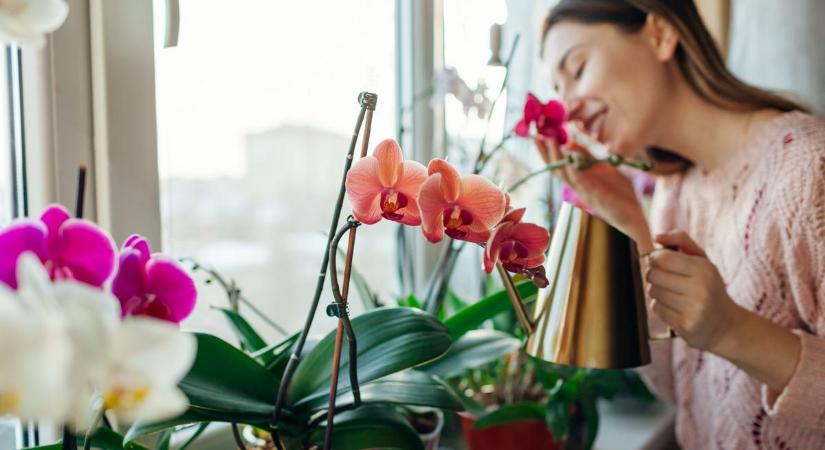 Barátnőmtől lestem el: 6 kihagyhatatlan lépés és biztosan virágozni fog a te orchideád is