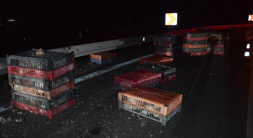 400 csirke esett ki a D1-es autópályára egy lengyel kamionból