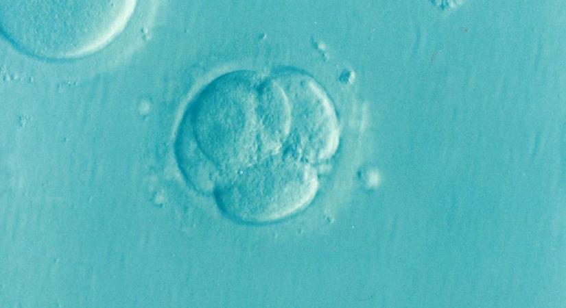 Szintetikus embriót hoztak létre