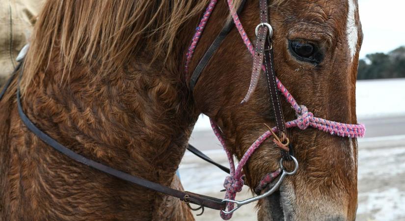 Ennél durvább állatkínzást már rég láttunk: csontra éheztette a lovakat az ismeretlen helyen lévő gazda – fotók
