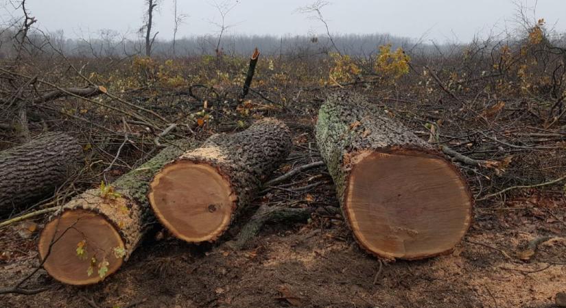 Karácsony: Védett területen is egyszerűbb lesz a fakivágás