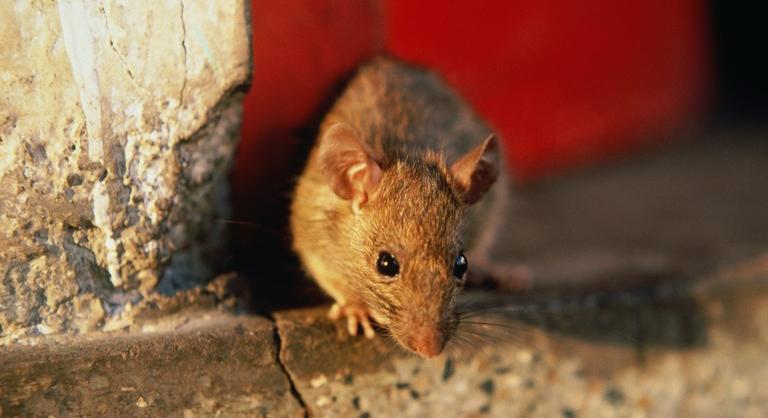 Indul a patkányinvázió: ez a védekezési módszer tényleg működik a rágcsálók ellen