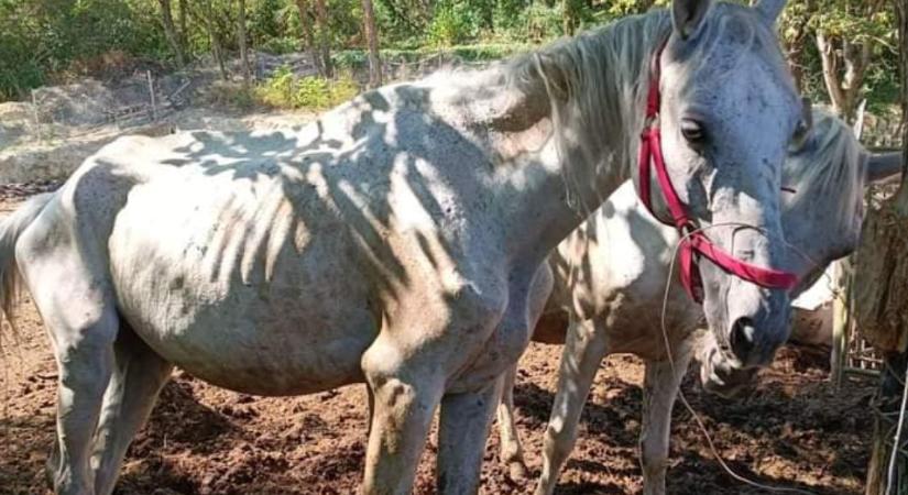 Csontsovány lovakat mentettek ki egy Győr melletti tanyáról