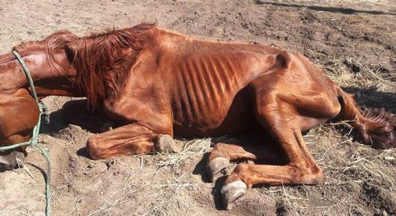 Csontsovány lovakat találtak egy elhagyott tanyán
