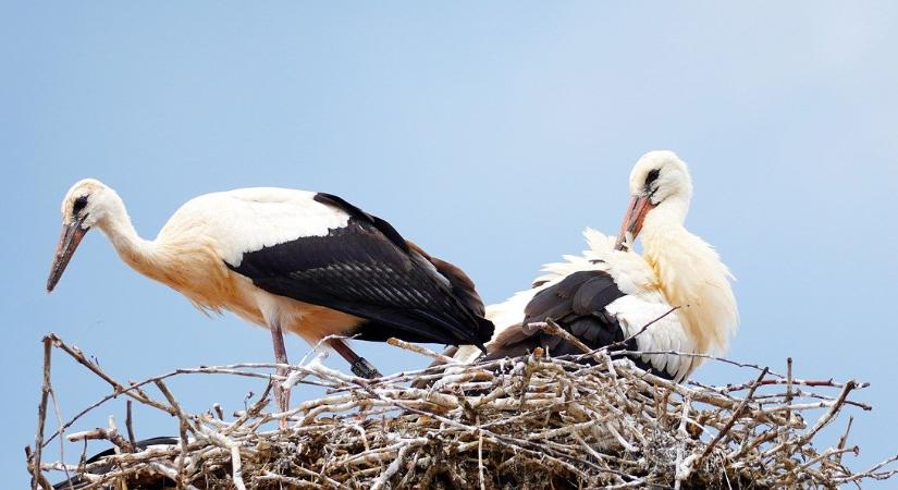 Az átlagtól több fehér gólya született idén