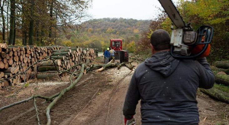 TŰZIFA – Korlátozás nélküli erdőpusztítás