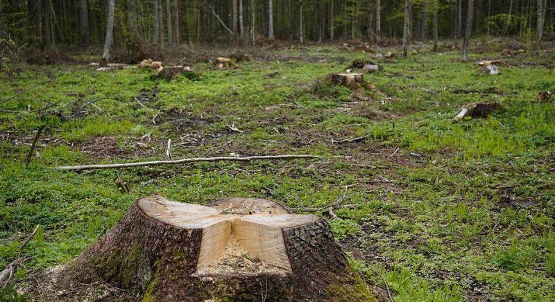 Brüsszelezve reagált az Agrárminisztérium az erdőirtásokkal kapcsolatos aggodalmakra