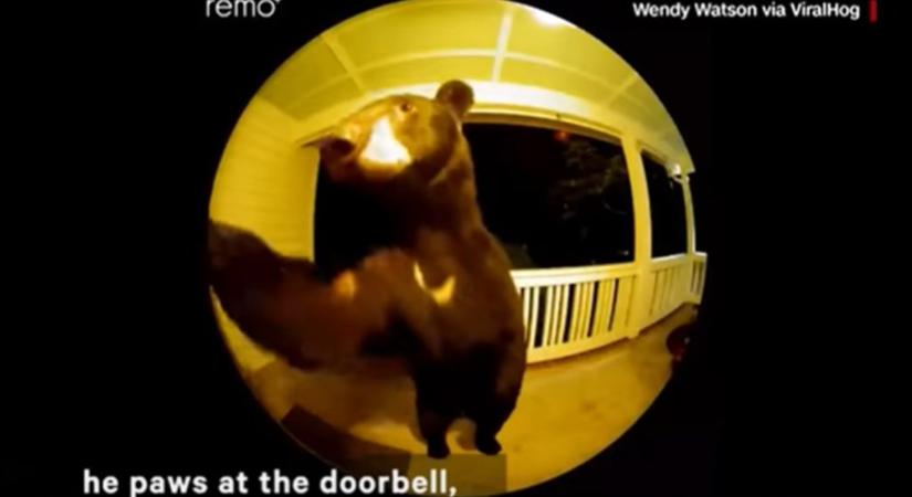 Amikor azt veszed észre, hogy a házad csengőjét nyomkodó éjszakai zaklató egy medve