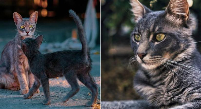 Ciprus kóbor macskáit örökíti meg a fotós - Gyönyörű képeket készít az utcán élő cicákról