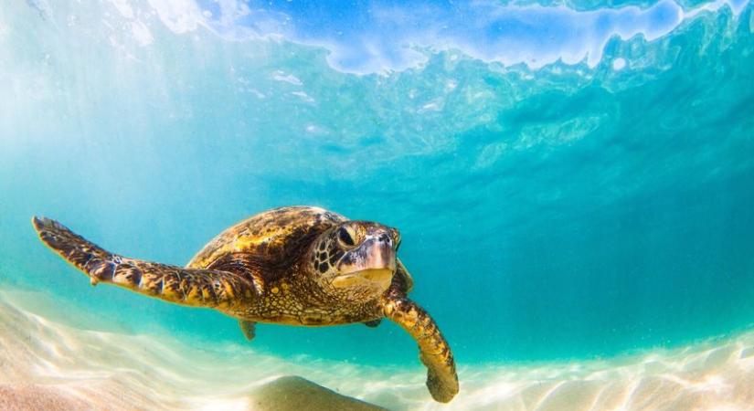 Csaknem kizárólag nőstény tengeri teknősök születnek Floridában