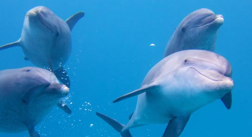 Delfinek mentettek meg egy férfit a cápatámadástól