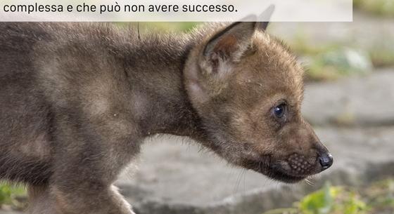 Az olasz hatóságok kérik, hogy aki kölyökkutyát talál az erdőben, ne vigye haza, mert az farkas