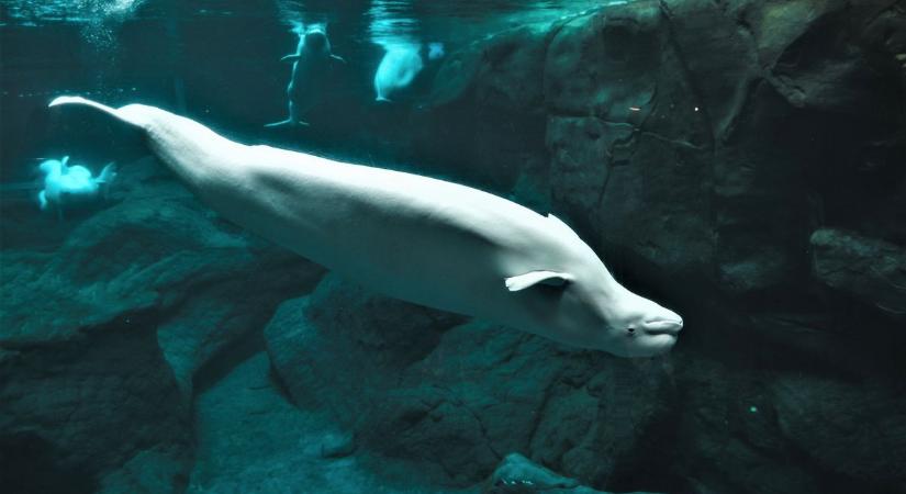 Nem fogad el élelmet a Szajnába tévedt fehér delfin + videó