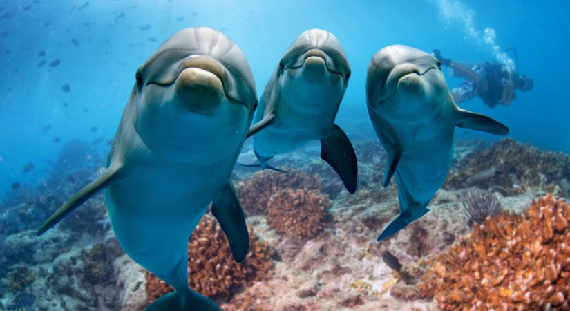 Delfinek mentették meg egy férfi életét a cápatától