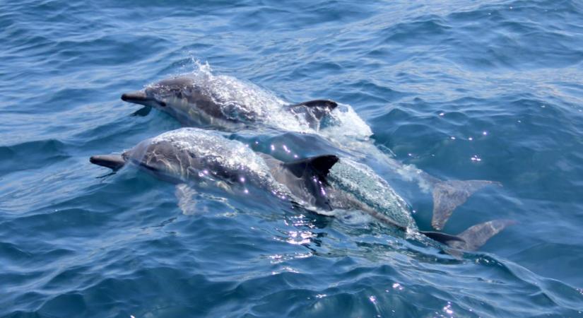 Delfinek mentettek meg egy úszót cápatámadástól