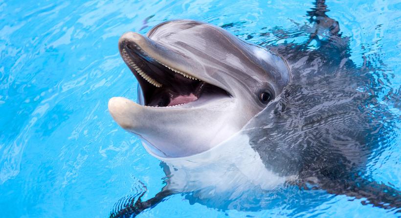 Delfinek segítségével menekült meg egy férfi a cápatámadástól