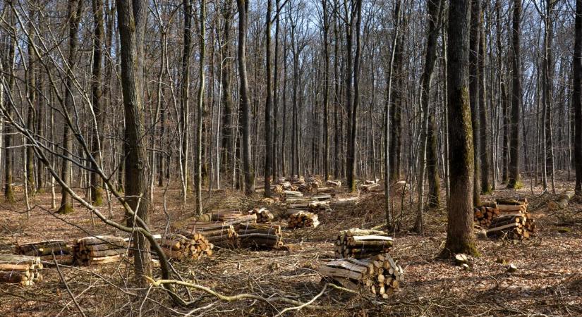 „Nincs más olyan kormány Európában, amely erdőirtással próbálná megoldani az energiaválságot”