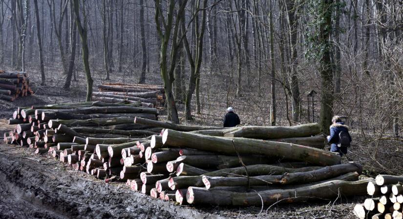 „Elképesztő természetkárosítást tesz lehetővé a kormányrendelet” – petíciót indított az LMP a fakitermelés fokozása ellen