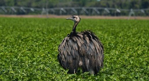 Egy emu akasztotta meg a forgalmat Nagykőrösön - videó