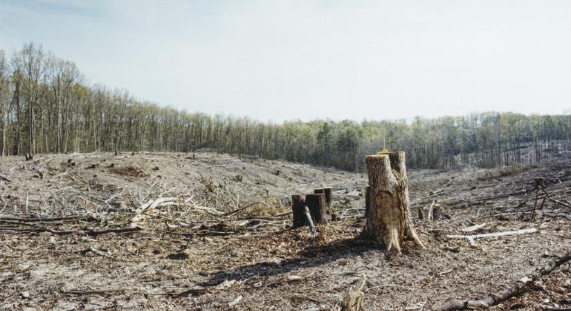 A kormány döntése miatt védett erdők végezhetik tűzifaként?