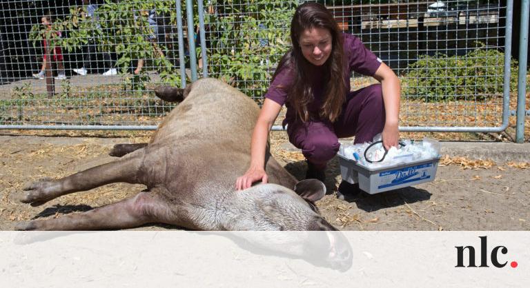Fogfájós tapír, tüdőgyulladásos elefánt, oroszlánok fogamzásgátlása: milyen az állatkerti állatorvos munkája?