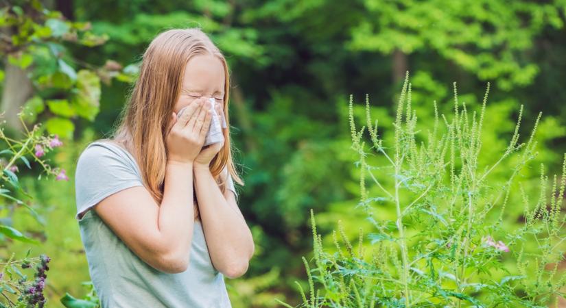 A parlagfű allergia kezelése: ezek a módszerek segíthetnek
