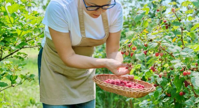Gyümölcsök, amelyek néhány éven belül eltűnhetnek a magyar kertekből