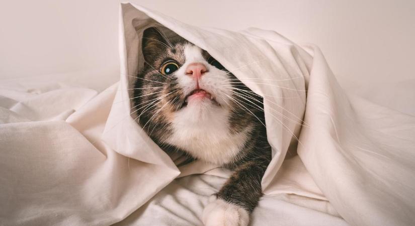 Ma van a nemzetközi macskanap: frappáns poszttal üzent a katasztrófavédelem – fotó