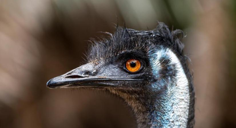 Magyarországra költözött az ausztrál élővilág, Nagykőrösön egy emu futkározott