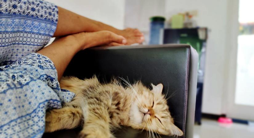 Miért szeretnek a cicák a lábunknál aludni?