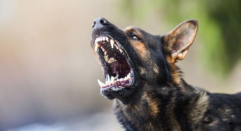 Rendőrökre uszította kutyáit egy hajdú-bihari férfi