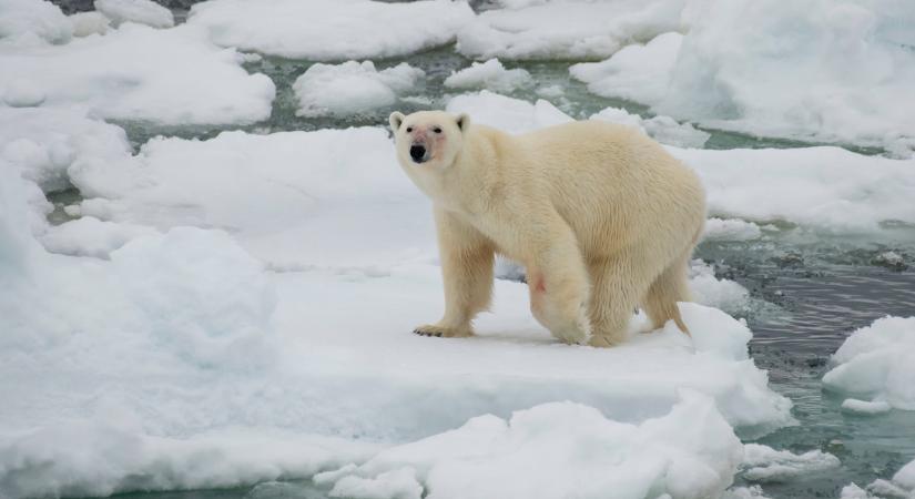 Jegesmedve sebesített meg egy francia turistát a norvégiai Spitzbergákon